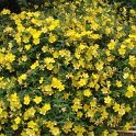Hypericum 'Hidcote'